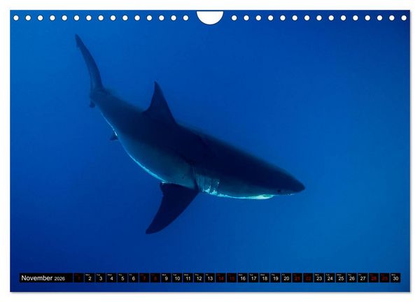 Produktbild: The Great White Shark: King of the Ocean (Wall Calendar 2026 DIN A4 landscape), CALVENDO 12 Month Wall Calendar