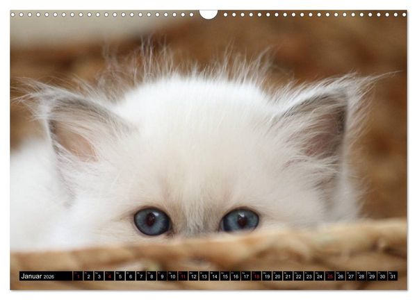 Produktbild: Heilige Birma Katzenkalender (Wandkalender 2026 DIN A3 quer), CALVENDO Monatskalender