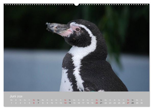 Produktbild: Pinguine 2026 (Wandkalender 2026 DIN A2 quer), CALVENDO Monatskalender
