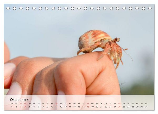 Produktbild: Krabben. Lustige Aliens (Tischkalender 2026 DIN A5 quer), CALVENDO Monatskalender