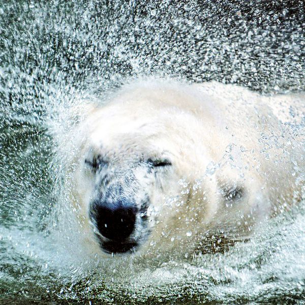 Produktbild: Eisb&auml;ren / Polar Bears 2027