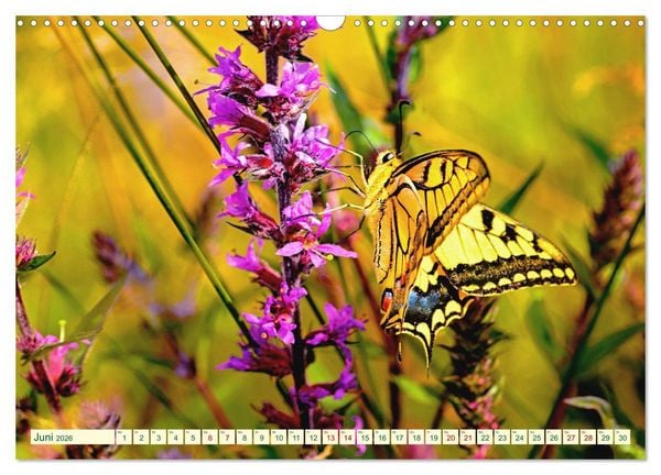 Produktbild: Ein au&szlig;ergew&ouml;hnliches Schauspiel (Wandkalender 2026 DIN A3 quer), CALVENDO Monatskalender