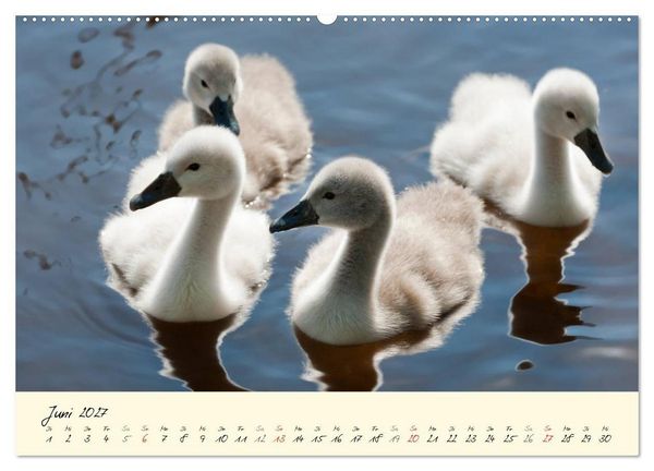 Produktbild: Vom K&uuml;ken zum stolzen Schwan (Wandkalender 2027 DIN A2 quer), CALVENDO Monatskalender
