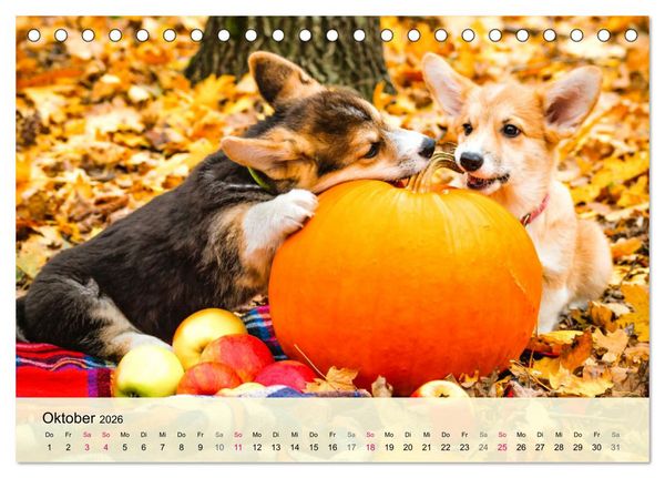 Produktbild: Welsh Corgi. Zauberhafter Dickkopf auf kurzen Beinen (Tischkalender 2026 DIN A5 quer), CALVENDO Monatskalender
