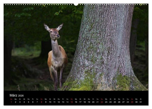 Produktbild: Der Rothirsch, K&ouml;nig der W&auml;lder (Wandkalender 2026 DIN A2 quer), CALVENDO Monatskalender