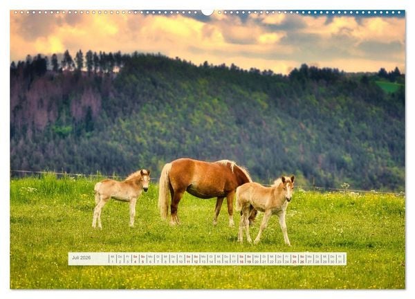Produktbild: Haflinger im Th&uuml;ringer Wald (hochwertiger Premium Wandkalender 2026 DIN A2 quer), Kunstdruck in Hochglanz