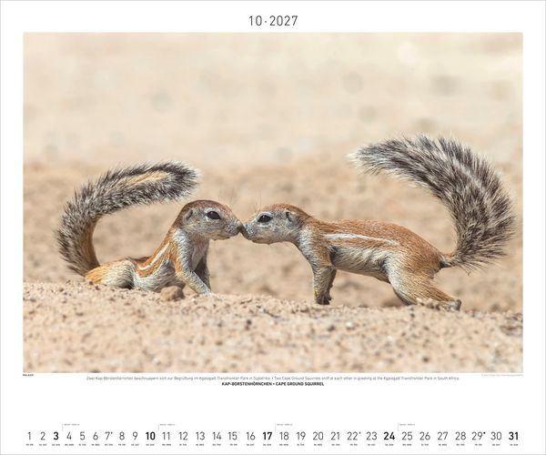 Produktbild: Hautnah - Afrikas Wildnis 2027