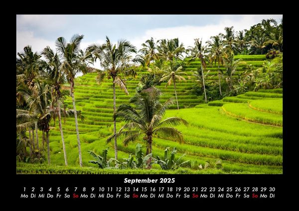 Produktbild: Palmen 2025 Fotokalender DIN A3
