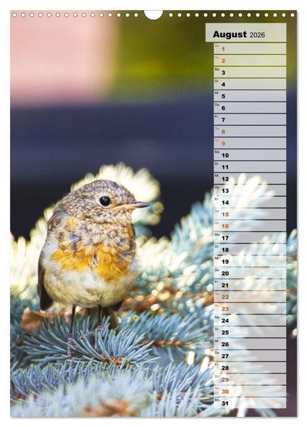 Produktbild: Niedliche Rotkehlchen (Wandkalender 2026 DIN A3 hoch), CALVENDO Monatskalender