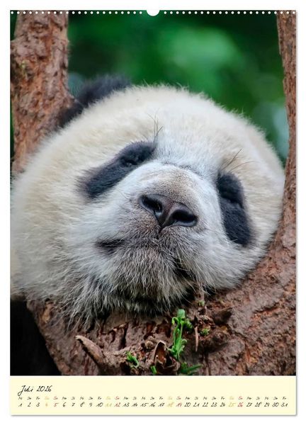 Produktbild: Riesenpanda (Wandkalender 2026 DIN A2 hoch), CALVENDO Monatskalender