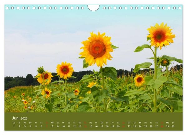 Produktbild: Sonnenblumen - die Blumen der Lebensfreude (Wandkalender 2026 DIN A4 quer), CALVENDO Monatskalender