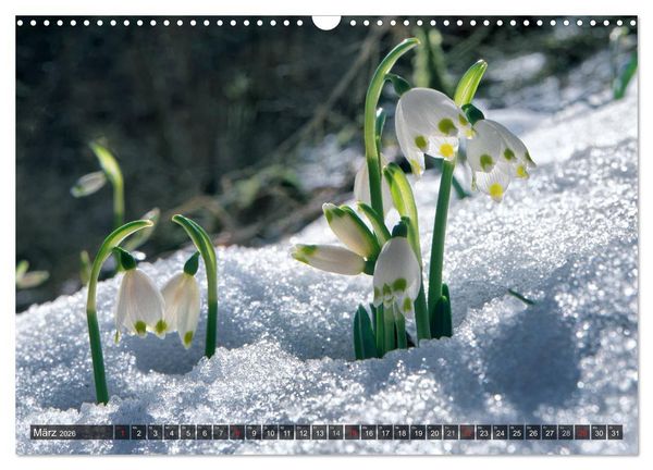 Produktbild: Mein Donautal (Wandkalender 2026 DIN A3 quer), CALVENDO Monatskalender