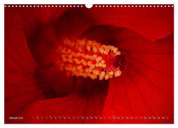Produktbild: DEEP INSIDE - Bl&uuml;tenmakros (Wandkalender 2026 DIN A3 quer), CALVENDO Monatskalender