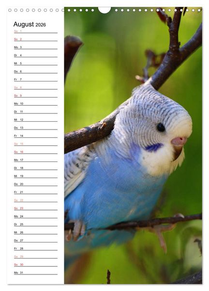 Produktbild: WELLENSITTICHE - S&uuml;&szlig;e Wellis (Wandkalender 2026 DIN A3 hoch), CALVENDO Monatskalender