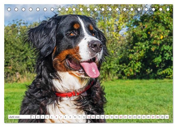 Produktbild: Berner Sennenhund - Der beste Freund f&uuml;rs Leben (Tischkalender 2026 DIN A5 quer), CALVENDO Monatskalender