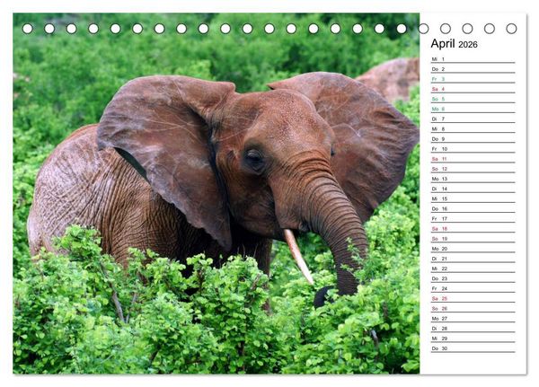 Produktbild: Elefanten . Wildlife in Kenia (Tischkalender 2026 DIN A5 quer), CALVENDO Monatskalender