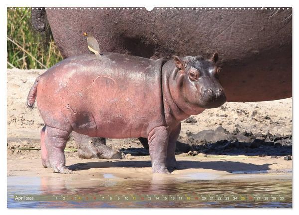 Produktbild: Wildes Kinderzimmer - Tierkinder in Afrika (hochwertiger Premium Wandkalender 2026 DIN A2 quer), Kunstdruck in Hochglanz