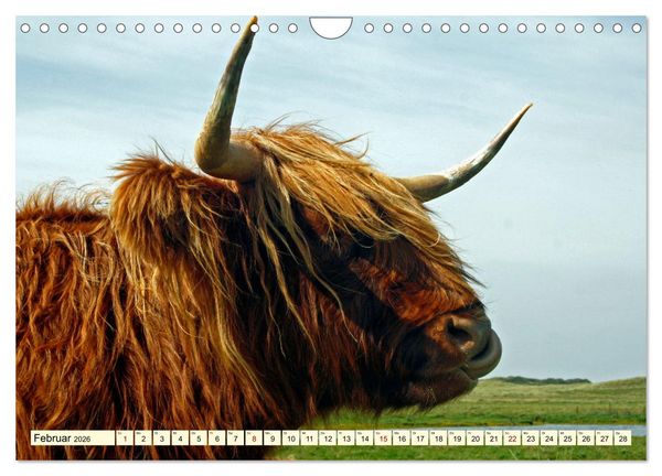 Produktbild: Die anmutigste Rinderrasse - Das schottische Hochlandrind (Wandkalender 2026 DIN A4 quer), CALVENDO Monatskalender