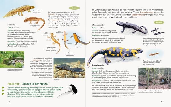 Produktbild: Wawra's Naturbuch &ndash; Unserer Natur auf der Spur, Bd. 1: S&auml;ugetiere, V&ouml;gel, Reptilien, Amphibien