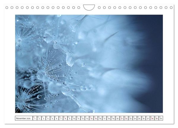 Produktbild: Zauberhafte Pusteblumen (Wandkalender 2026 DIN A4 quer), CALVENDO Monatskalender