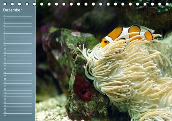 Produktbild: Bunte Riffbewohner - Fische, Anemonen und noch viel mehr (Tischkalender immerw&auml;hrend DIN A5 quer)