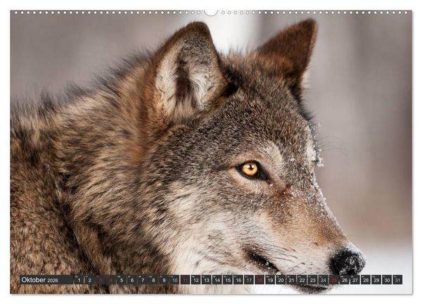 Produktbild: W&ouml;lfe. Graue Eminenzen (hochwertiger Premium Wandkalender 2026 DIN A2 quer), Kunstdruck in Hochglanz