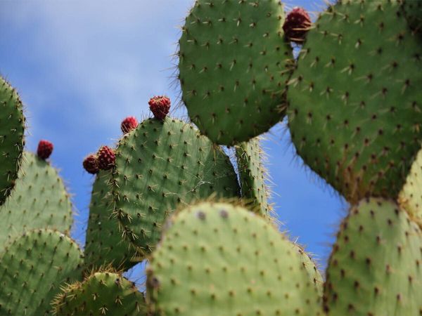 Produktbild: CALVENDO Puzzle Opuntia Leucotricha, Mexico | 1000 Teile Lege-Gr&ouml;&szlig;e 64x48cm Foto-Puzzle f&uuml;r gl&uuml;ckliche Stunden