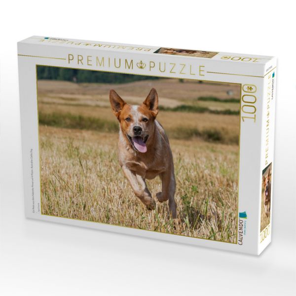 Produktbild: CALVENDO Puzzle Ein Motiv aus dem Kalender Power auf 4 Pfoten. Australian Cattle Dog | 1000 Teile Lege-Gr&ouml;&szlig;e 64x48cm Foto-Puzzle f&uuml;r gl&uuml;ckliche Stunde
