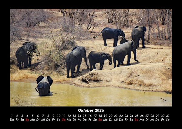 Produktbild: Der Elefantenkalender 2026 Fotokalender DIN A3