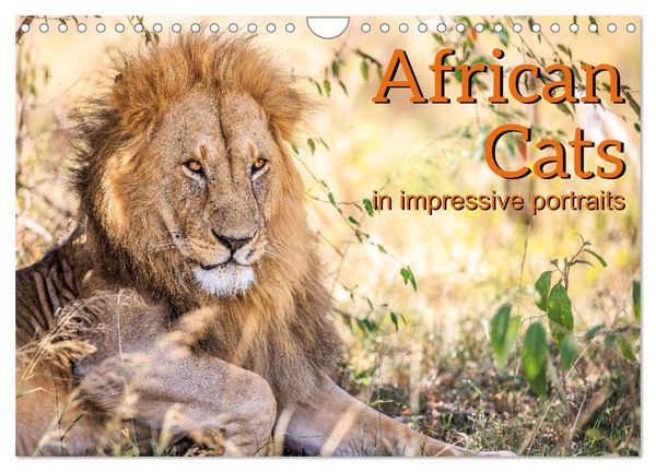 Produktbild: African Cats in impressive portraits (Wall Calendar 2026 DIN A4 landscape), CALVENDO 12 Month Wall Calendar