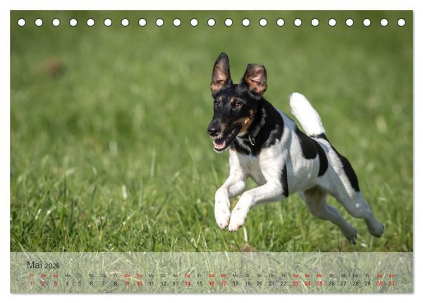 Produktbild: Treue Jagdgef&auml;hrten - Kleine Jagdhunde im Einsatz (Tischkalender 2026 DIN A5 quer), CALVENDO Monatskalender