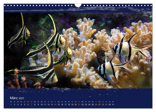 Produktbild: Korallenfische im Lichtschimmer des Meeres (Wandkalender 2027 DIN A3 quer), CALVENDO Monatskalender