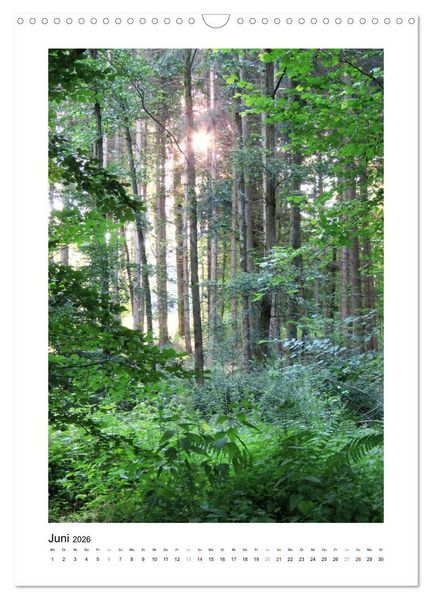 Produktbild: Mein Sehnsuchtsort, der Wald (Wandkalender 2026 DIN A3 hoch), CALVENDO Monatskalender