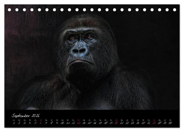 Produktbild: Gorilla (Tischkalender 2026 DIN A5 quer), CALVENDO Monatskalender