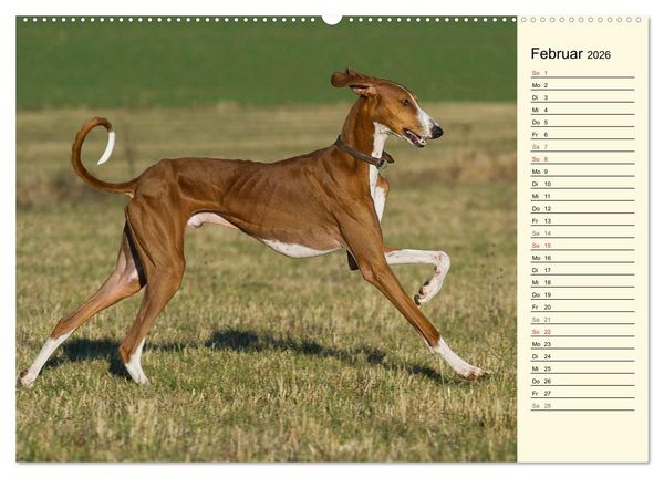 Produktbild: Windhund der W&uuml;ste - Der Azawakh (Wandkalender 2026 DIN A2 quer), CALVENDO Monatskalender