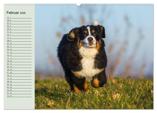 Produktbild: Berner Sennenhunde in Action (hochwertiger Premium Wandkalender 2026 DIN A2 quer), Kunstdruck in Hochglanz
