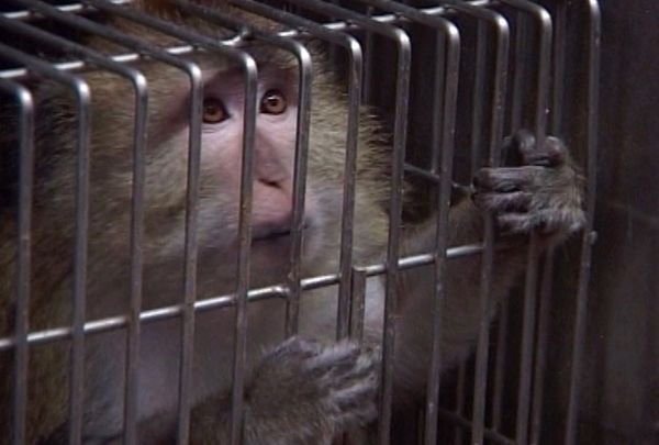 Produktbild: Im Namen der Tiere