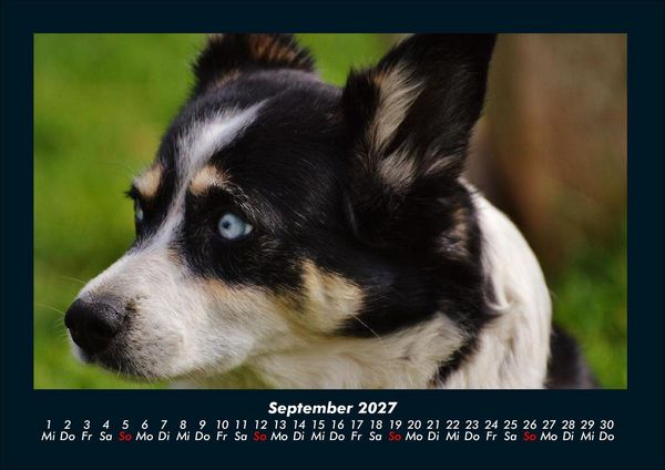 Produktbild: Der Tierkalender 2027 Fotokalender DIN A4