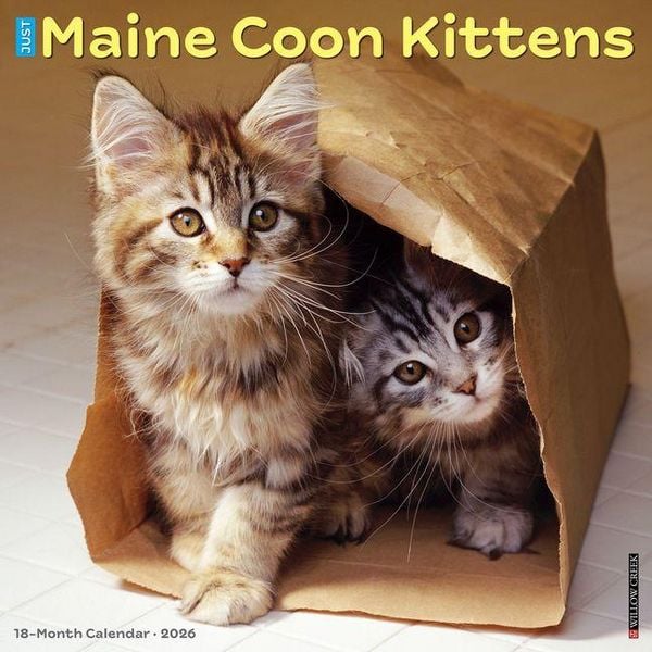 Produktbild: Maine Coon Kittens 2026 Wall Calendar