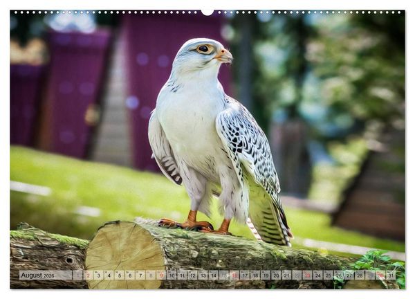 Produktbild: Faszinierende Greifv&ouml;gel hautnah (hochwertiger Premium Wandkalender 2026 DIN A2 quer), Kunstdruck in Hochglanz