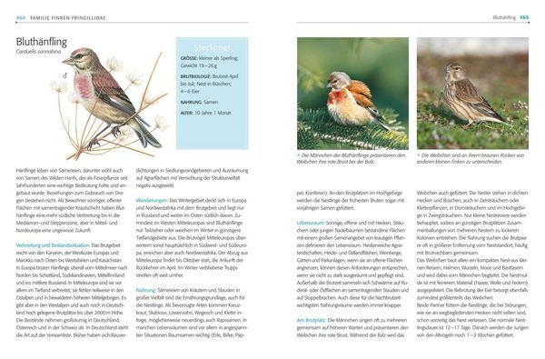 Produktbild: Das BLV Handbuch V&ouml;gel