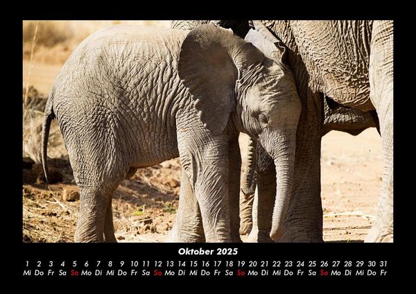 Produktbild: Elefanten - Die sanften Riesen Afrikas 2025 Fotokalender DIN A3