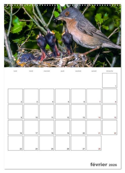 Produktbild: Les passereaux &agrave; l'or&eacute;e de la vie (Calendrier mural 2026 DIN A2 horizontal), CALVENDO calendrier mensuel