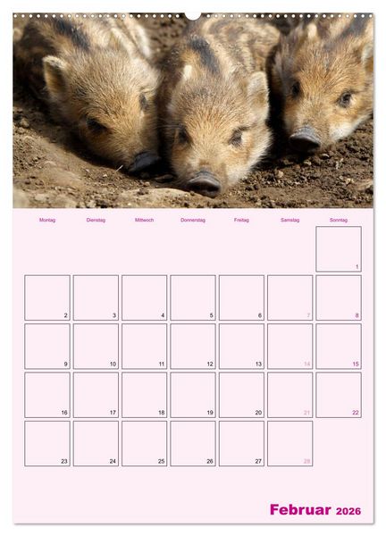 Produktbild: Schweinischer Terminplaner (hochwertiger Premium Wandkalender 2026 DIN A2 hoch), Kunstdruck in Hochglanz