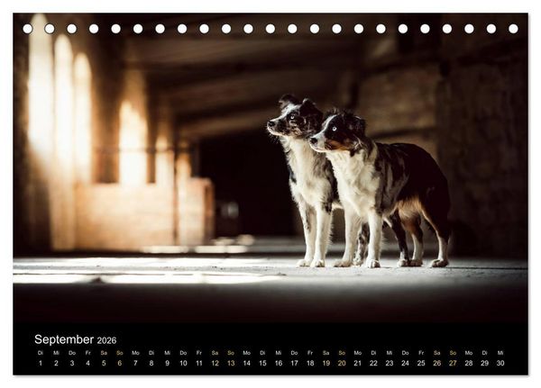 Produktbild: Australian Shepherd - Vielfalt in einer Rasse (Tischkalender 2026 DIN A5 quer), CALVENDO Monatskalender