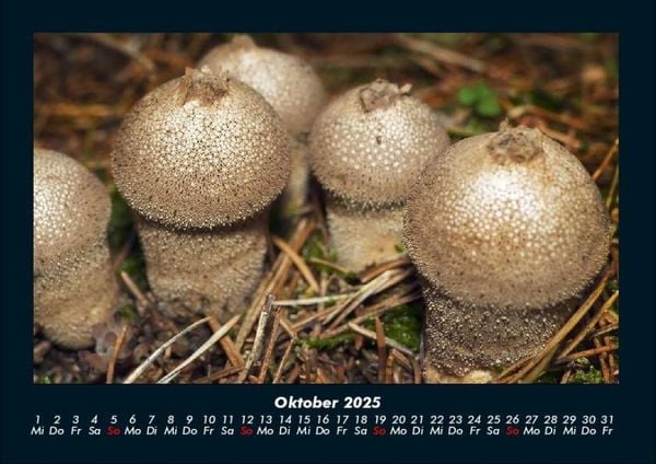 Produktbild: Pilzkalender 2025 Fotokalender DIN A4