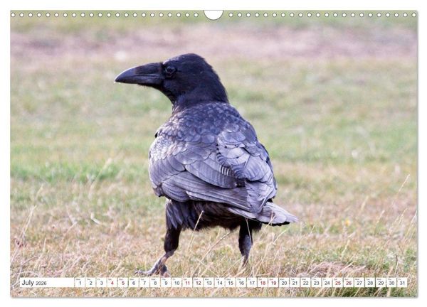 Produktbild: Corvids - Black and Beautiful (Wall Calendar 2026 DIN A3 landscape), CALVENDO 12 Month Wall Calendar