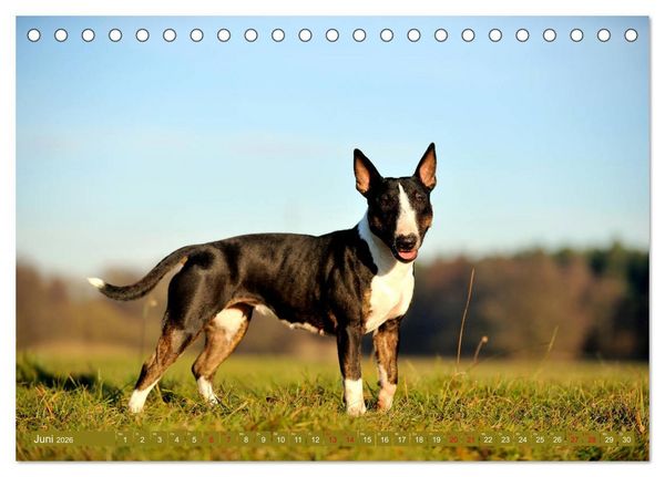 Produktbild: Bullterrier, Powerpakete auf 4 Pfoten (Tischkalender 2026 DIN A5 quer), CALVENDO Monatskalender