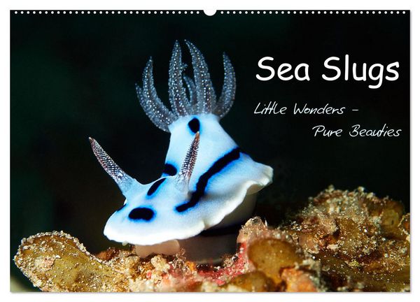 Sea Slugs - Little Wonders - Pure Beauties (Wall Calendar 2026 DIN A2 landscape), CALVENDO 12 Month Wall Calendar