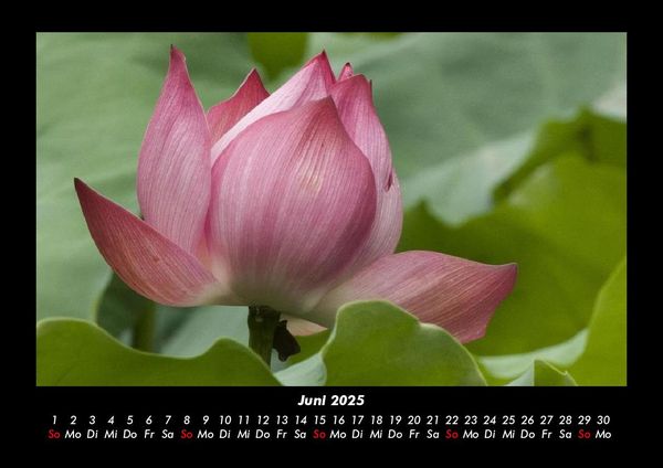 Produktbild: Blumentr&auml;ume 2025 Fotokalender DIN A3